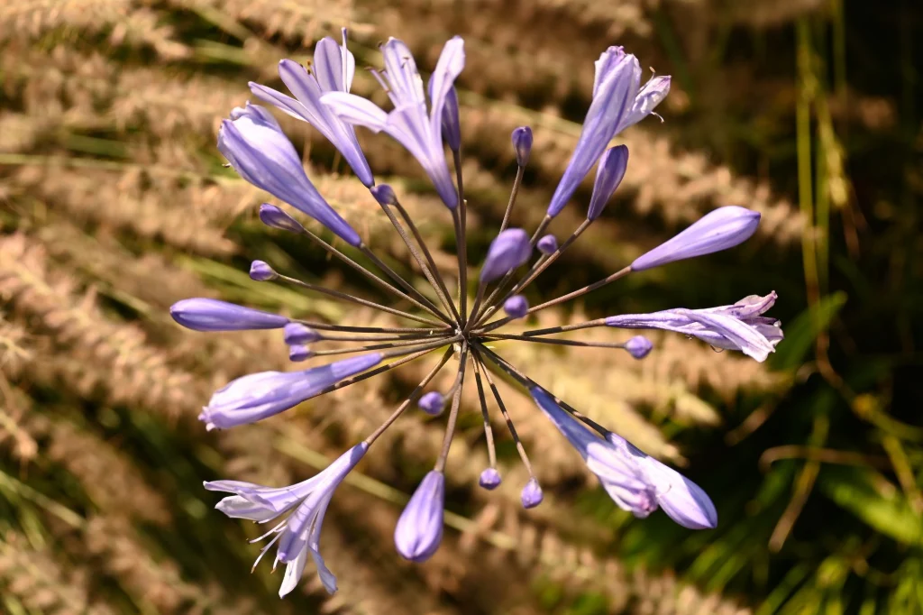 Fleur d'agapanthe violette en ombelle vue du dessus
